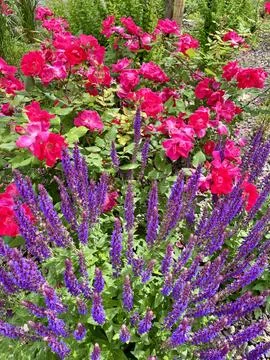 Flowers Stock Photos