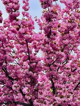 Flowers Stock Photos