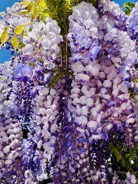 Flowers Stock Photos