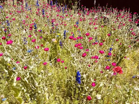 Flowers Stock Photos