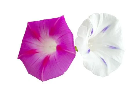 Flowers Stock Photos