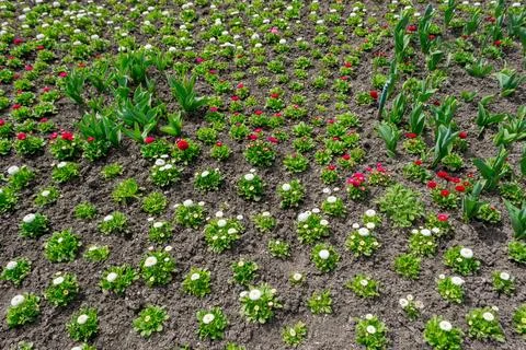 Flowers Stock Photos