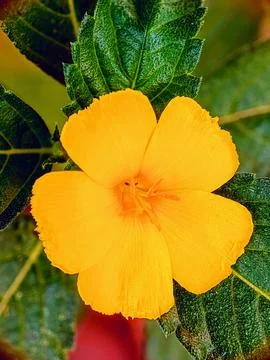 Flowers Stock Photos