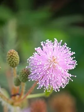 Flowers Stock Photos