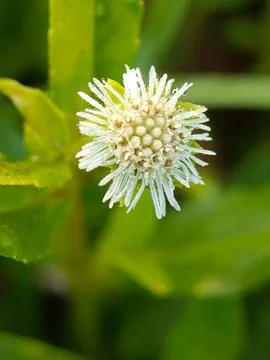 Flowers Stock Photos