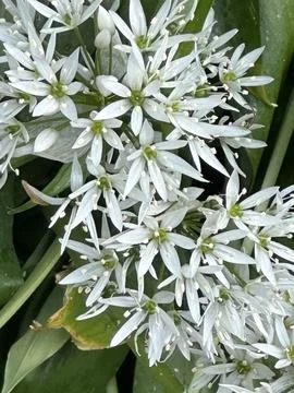 Flowers Stock Photos