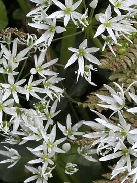 Flowers Stock Photos