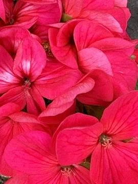 Flowers Stock Photos