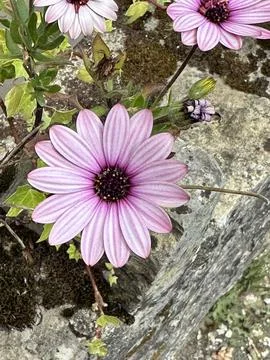 Flowers Stock Photos