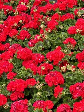 Flowers Stock Photos