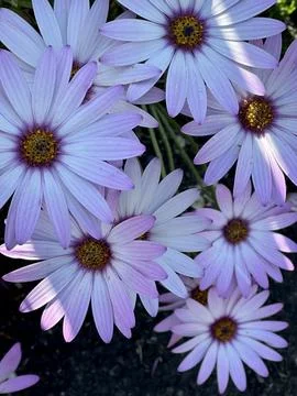 Flowers Stock Photos