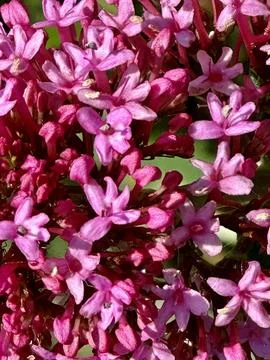 Flowers Stock Photos