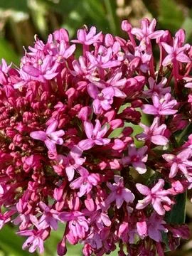 Flowers Stock Photos