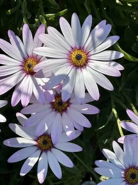 Flowers Stock Photos