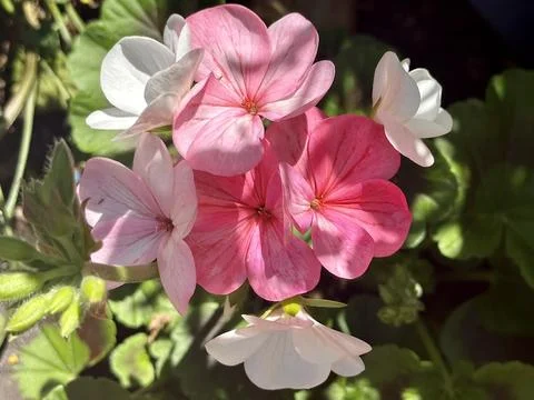 Flowers Stock Photos