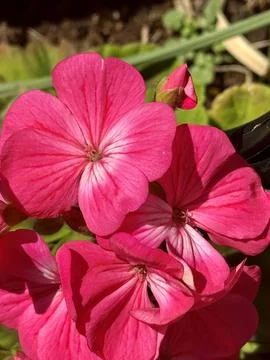 Flowers Stock Photos