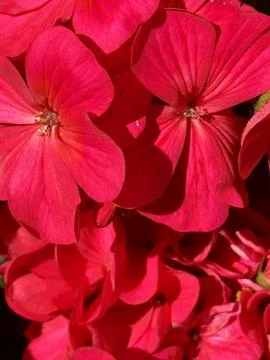 Flowers Stock Photos