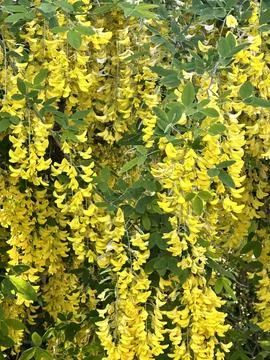 Flowers Stock Photos