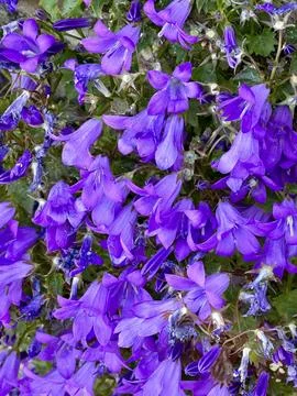 Flowers Stock Photos