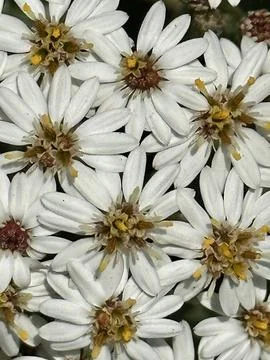 Flowers Stock Photos