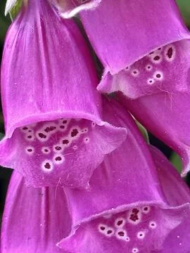 Flowers Stock Photos