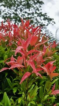 Flowers 库存照片