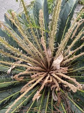 Flowers Stock Photos