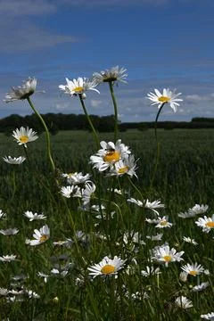 Flowers Photos