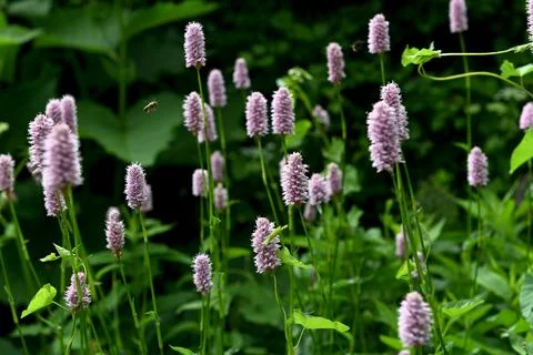 Flowers Foto stock