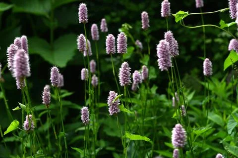 Flowers Foto stock