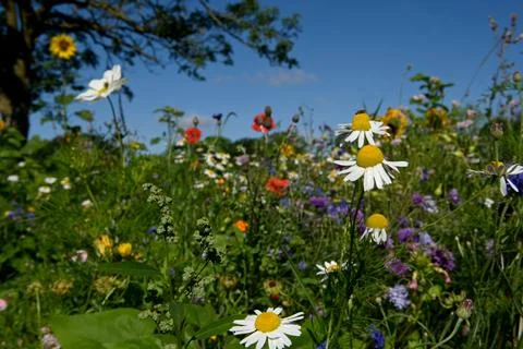 Flowers Foto stock