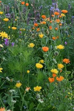 Flowers 库存照片