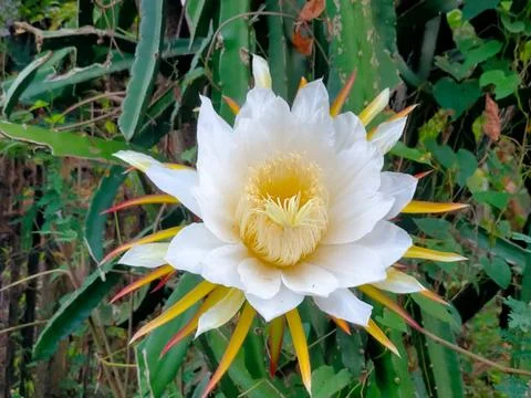 Flowers 스톡 사진