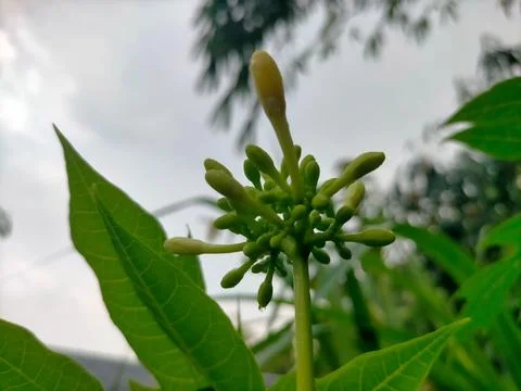 Flowers 스톡 사진