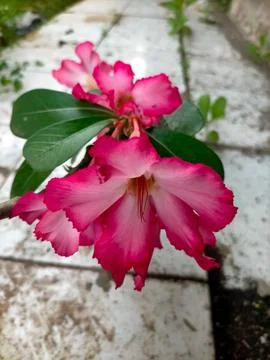 Flowers Foto stock