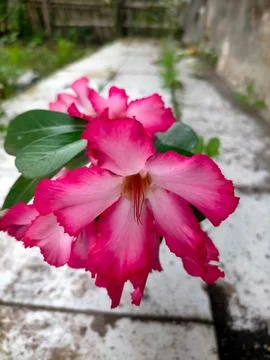 Flowers Stockfoto's