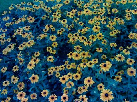 Flowers Stock Photos