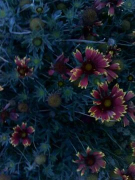 Flowers Stock Photos