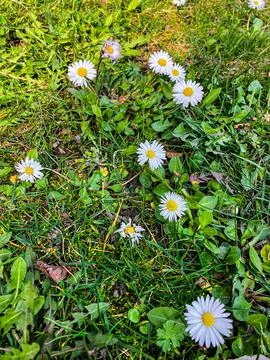 Flowers 스톡 사진