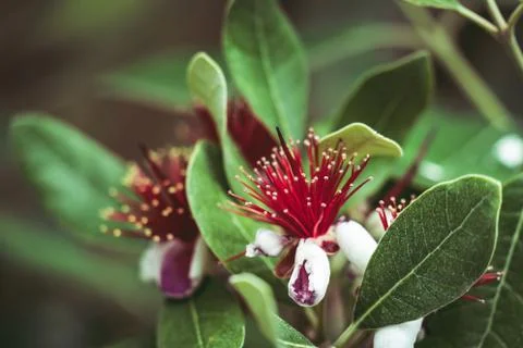 Flowers of Pineapple Guava tree Stock Photos