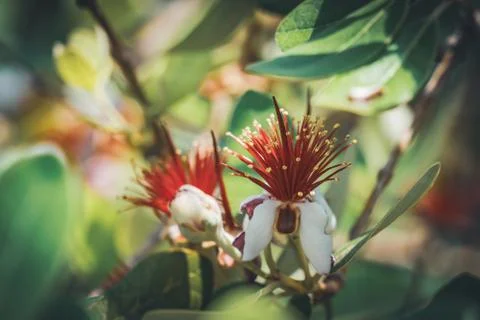 Flowers of Pineapple Guava tree Stock Photos