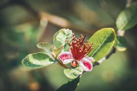 Flowers of Pineapple Guava tree Stock Photos