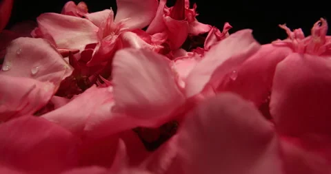 Flowers pink 5k Video stock 243232228
