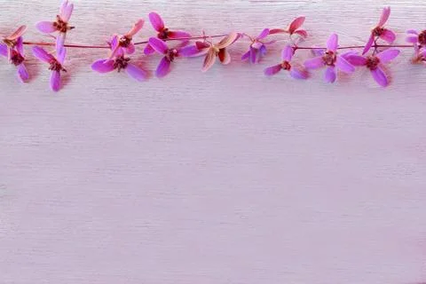 Flowers on pink background Stock Photos