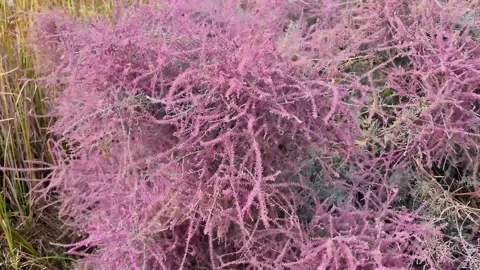 Flowers with pink brushes Video stock 286782254