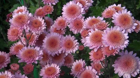Flowers of pink color Stock Footage 33629959