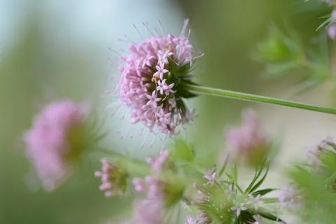 Flowers in pink Stock Photos