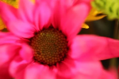 Flowers Pink Stock Photos