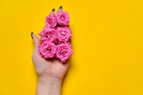 Flowers on plain yellow background copy space Stock Photos