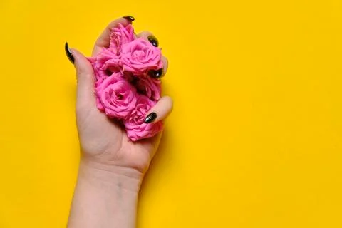 Flowers on plain yellow background copy space Stock-Fotos